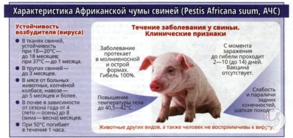 Характеристика Африканской чумы свиней